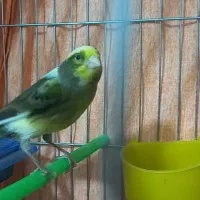 قناری ماده آماده صددرصد( تن نخورده) سهره وقناری