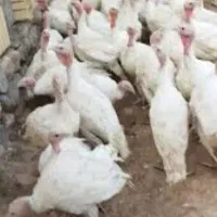 فروش جوجه بوقلمون 70 روزه