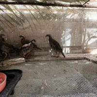 خرگوش|موش و خرگوش|بم, |دیوار