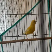 قناری نر زیبا کشیده