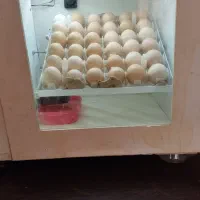 دستگاه جوجه کشی