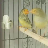 فنچ ستاره ای|پرنده|قم, پردیسان|دیوار