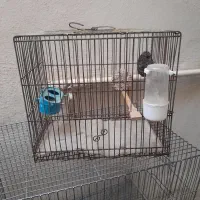 قفس