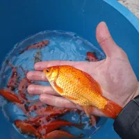 فروش ماهی مولد