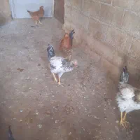 خروس|حیوانات مزرعه|جوانرود, |دیوار