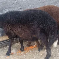 شیشک میش بره بز قوچ