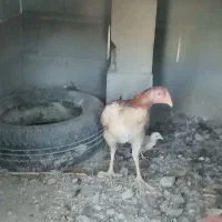 سلاممرغوخروسفروشی|حیوانات مزرعه|توکهور, |دیوار