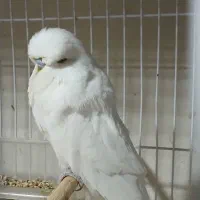 مرغ عشق انگلیسی گرید آ و قفس|پرنده|گرگان, |دیوار