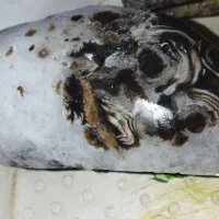 سنگ شجر