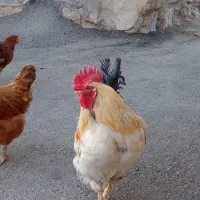 فروش حیوانات وخروس