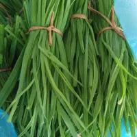 سبزی محلی برای قورمه وکوکویی موجود