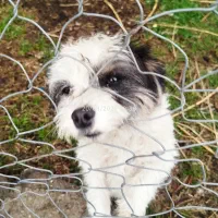 سگ پاکوتاه اهلی