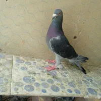 کبوتر کیلومتری