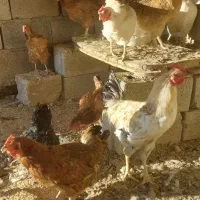 مرغ و خروس محلی|حیوانات مزرعه|صوفیان, |دیوار