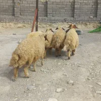 ۵ کاور هیکلی بزرگ داشتی و پرواری بره یکدست