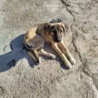 سگ ماده|سگ|ایواوغلی, |دیوار