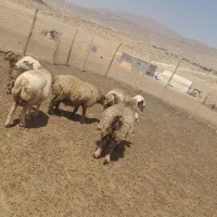 میش برای فروش|حیوانات مزرعه|شیراز, تل حسین‌آباد|دیوار