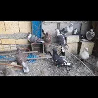 ۱۱عددکفتر زدوخوردی|پرنده|مشهد, امیریه|دیوار