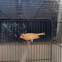 قناری نر و ماده