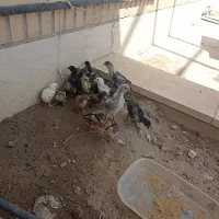 جوجه گلین و