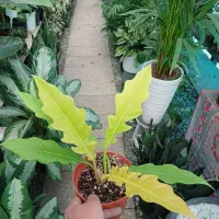 گیاهان آپارتمانی|گل و گیاه طبیعی|فردیس, شهرک ناز|دیوار