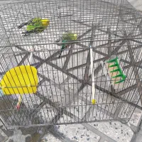 یک جفت مرغ عشق زیبا بدون قفس