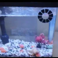 آکواریوم شیشه خم وارداتی|ماهی|قرچک, زیبا شهر|دیوار