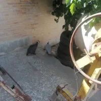 مرغ شاخدار نو وماده یک ساله بفروش می‌رسد در کرمان