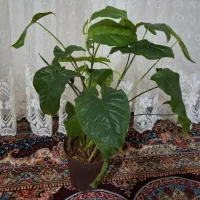 گل سینگونیوم