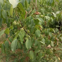 گردو تخم پیوندی|خدمات باغبانی و درختکاری|سامان, |دیوار