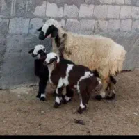 آگهی میش دروغه