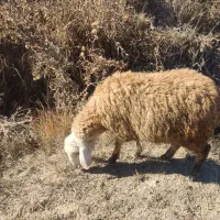 بره نر و ماده|حیوانات مزرعه|اردبیل, |دیوار