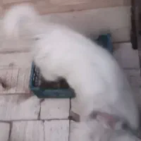 سگ پا کوتاه سفید. خیلی با نمک|سگ|یزد, |دیوار