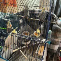 عروس هلندی|پرنده|رشت, لاکان شهر|دیوار