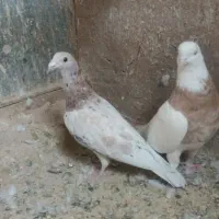 طوقی نامور لالجین