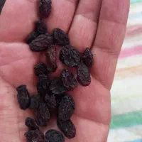 کشمش سبز و مویز