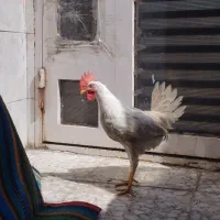 خروس چهارماهه سالم و سرحال