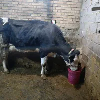 گاو وگوساله نرسمینتال