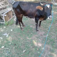 گاو یا لیشه چالوسی شکم دار