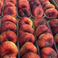 فروش تخصصی ترین نهال های غرب کشور|خدمات باغبانی و درختکاری|شاهین دژ, |دیوار