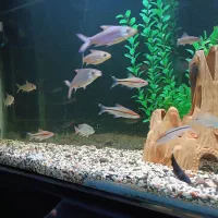 ردلاین سیلور شارک|ماهی|بروجرد, |دیوار