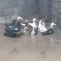 اردک مسکوئی (اسراعیلی)|حیوانات مزرعه|رشت, نیروی دریایی|دیوار