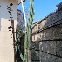 کاکتوس درختی|گل و گیاه طبیعی|شلمان, |دیوار