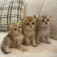 فروشگاه گربه های خاص