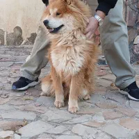 سگ چاو چاو|سگ|هشتگرد, تهران دشت|دیوار