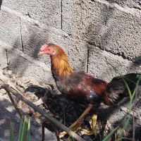 خروس جوان چابهاری