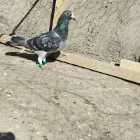 مسافتی|پرنده|اردبیل, |دیوار