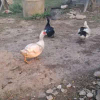 اردک اسراییلی|حیوانات مزرعه|فرح آباد, |دیوار