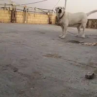 واگذاری ماده الابای۱۵ماهه با سیستم،گوشی