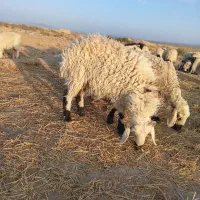 بره|حیوانات مزرعه|زاهدان, |دیوار